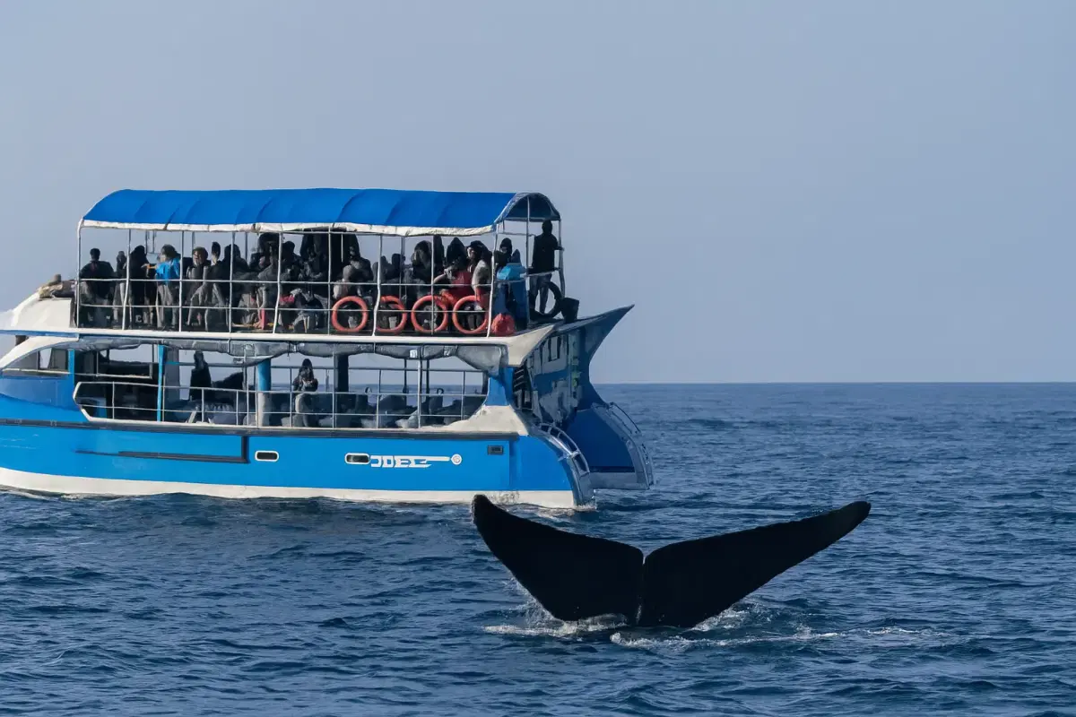 Mirissa Whale Watching