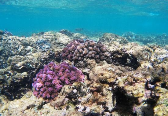 Hikkaduwa Coral Sanctuary
