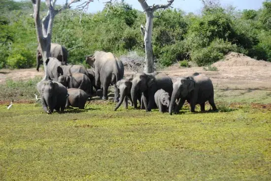Bundala National Park