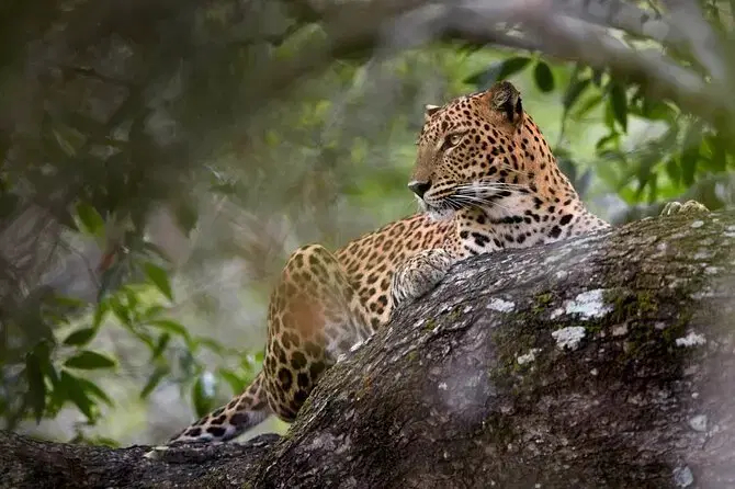 Yala National Park Leopard